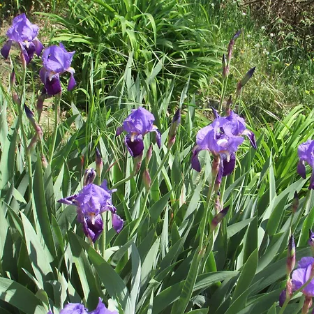 Oda ve Kahvaltı Cascina Ciapilau 3*